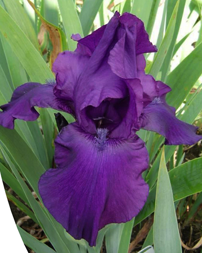 IRIS GERMANICA NIGHT OWL - 25 ks